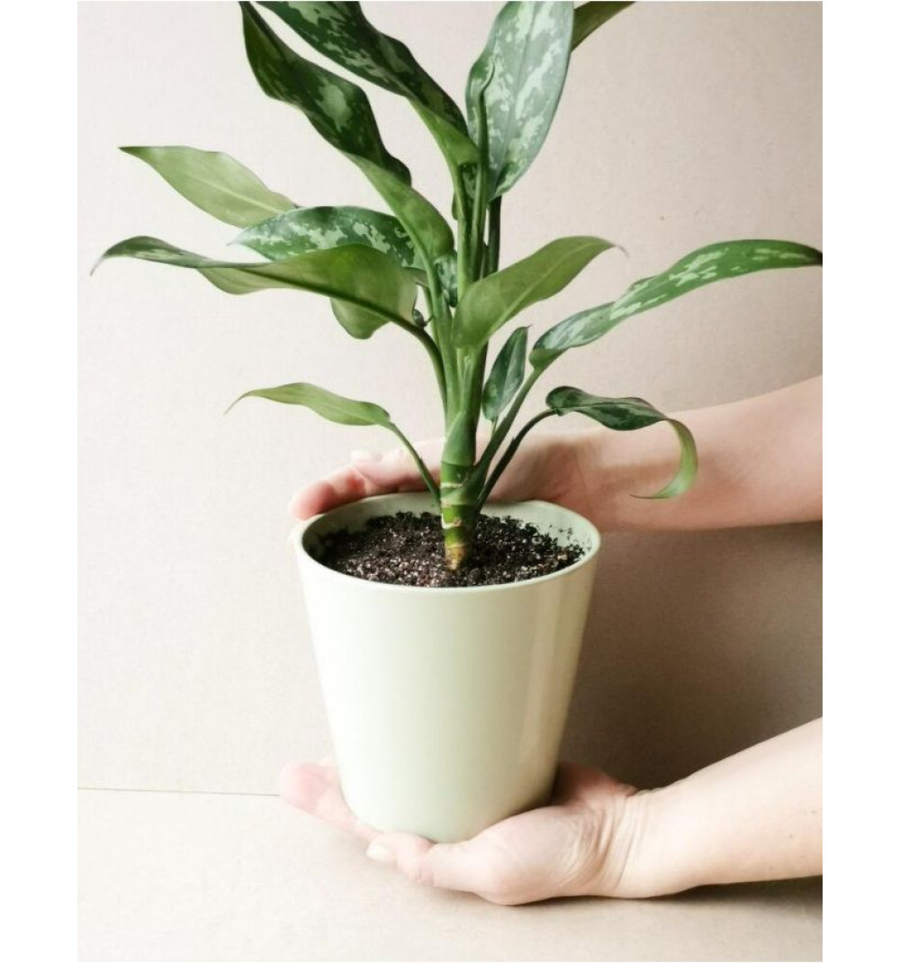 Аглаонема Мари в керамическом горшочке